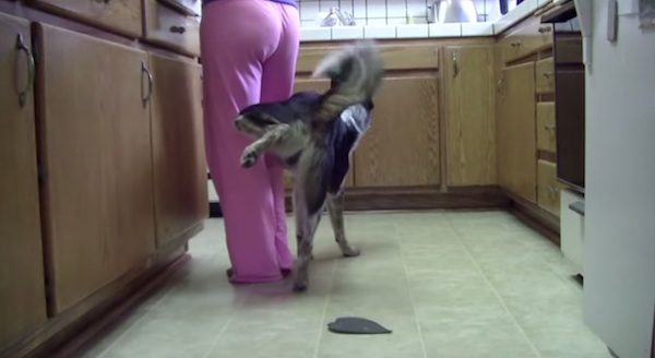 Man Tells His Dog To ‘Pee’ On Woman In Clever Series Of Stunts