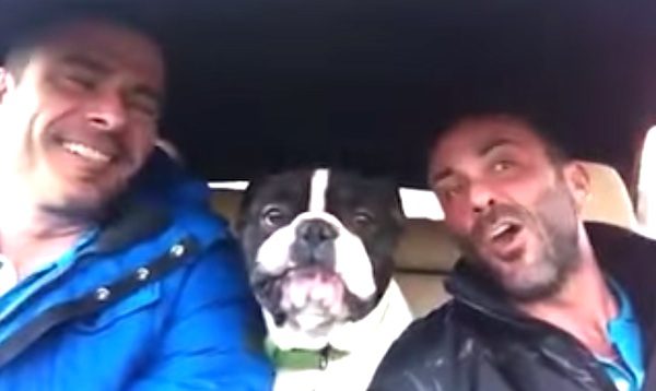 Adorable French Bulldog Sings Along To His Dad’s Favorite Song