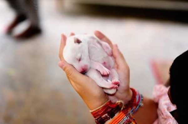 Abandoned Newborn Puppy Rescued From Mushroom Patch Goes On Epic Journey