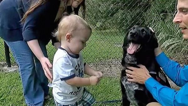 Baby Couldn’t Tell His Parents About His Abusive Sitter, But His Dog Could