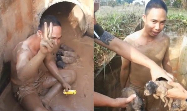 man saves puppies from sewer pipe