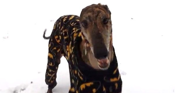 mosley the greyhound