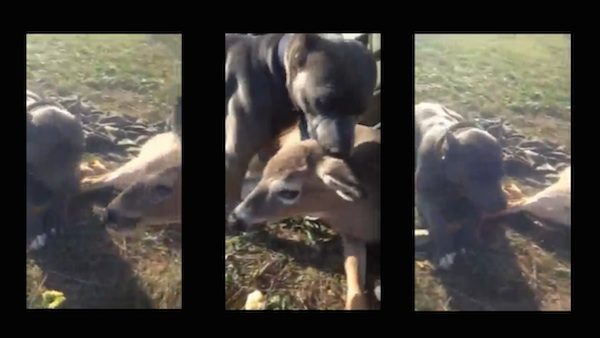 Pit Bull Lovingly Comforts An Injured Deer And Refuses To Leave Her Side