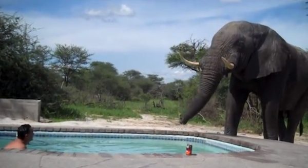 People Relaxing In Pool Get Unexpected Visit From Elephant