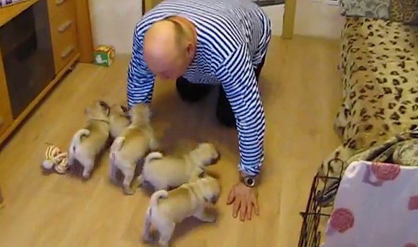 Man Was Having A Bad Day Until He Came Home To These Pug Puppies