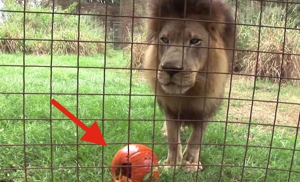 Rescued Big Cats Have Priceless Reactions When They Are Given Pumpkins