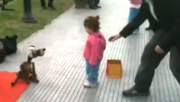 Young Girl Captivated By Amazing Pupeteer And His Dog
