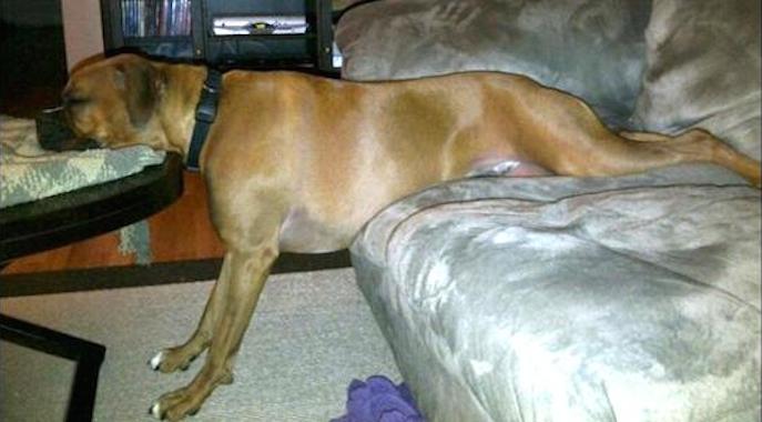 These 36 Dogs Relaxing In Unusual Positions Prove Dogs Can Sleep Anywhere