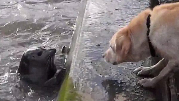 Friendly Seal Sees A Dog And Pops Up To Play