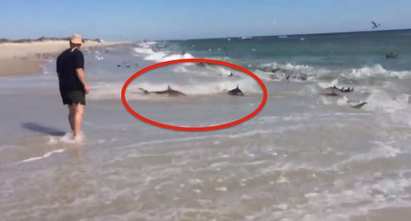 shark feeding frenzy