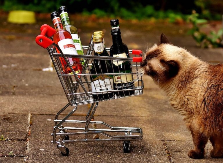 Cat Poisoned By Antifreeze Alive Today Thanks To Vodka