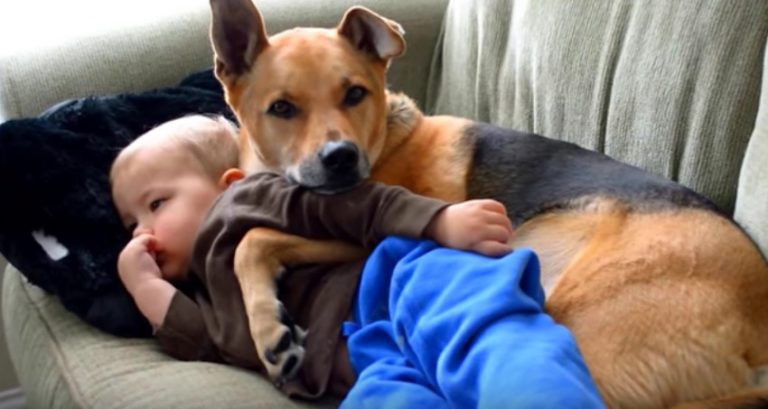 dog comforts toddler