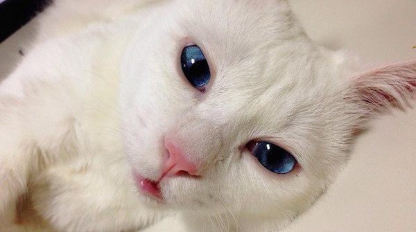 Beautiful Cat With “So Awful It’s Cute” Sleeping Face Will Totally Charm You