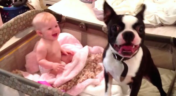 terrier in crib