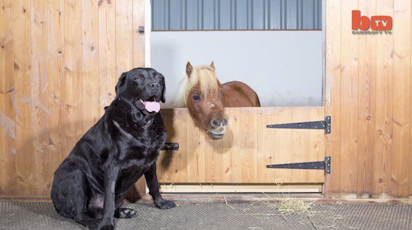 tiny horse with dog