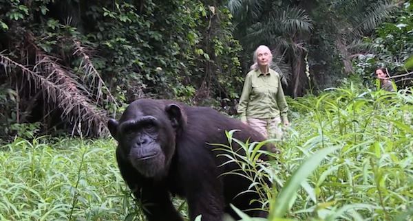 Chimp released back into the wild
