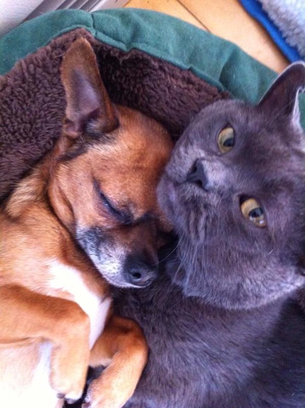 1-cat-dog