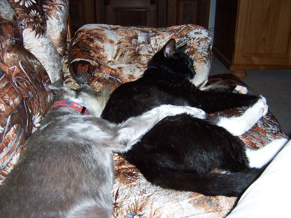 10-cat-dog
