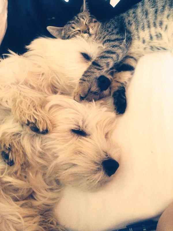 11-cat-dog
