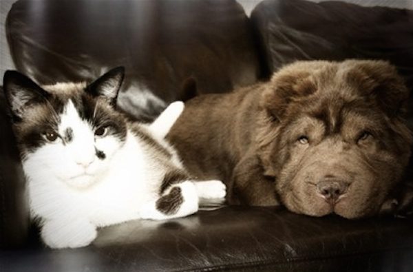 13-cat-dog