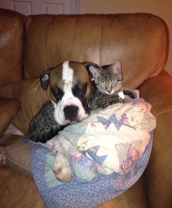 14-cat-dog