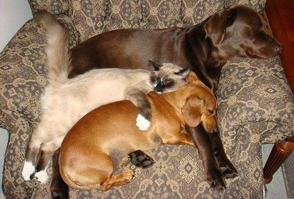 15-cat-dog
