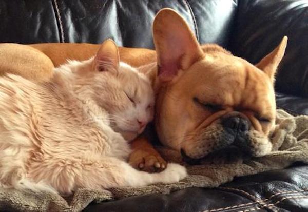 16-cat-dog