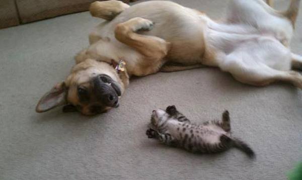 2-cat-dog