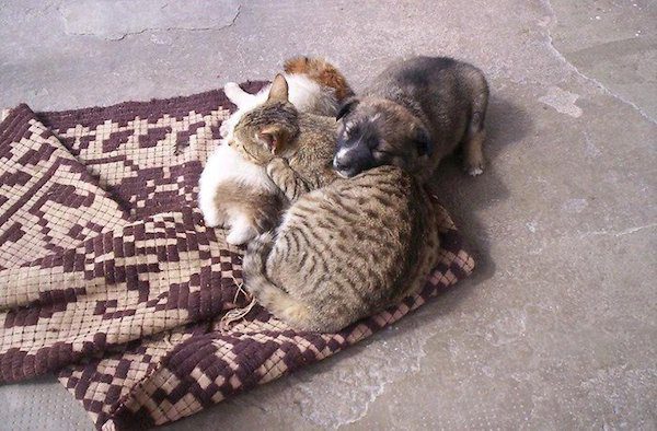 3-cat-dog