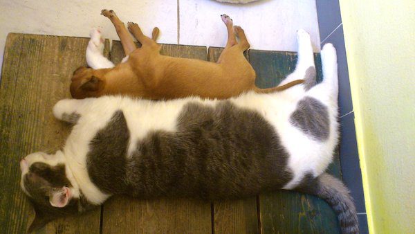 4-cat-dog