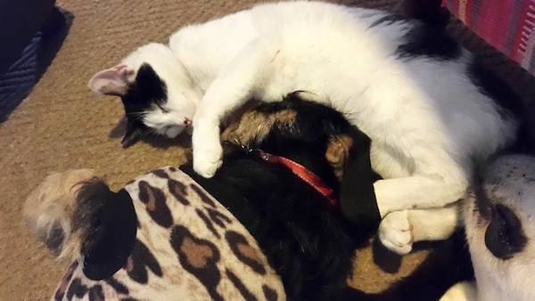 5-cat-dog