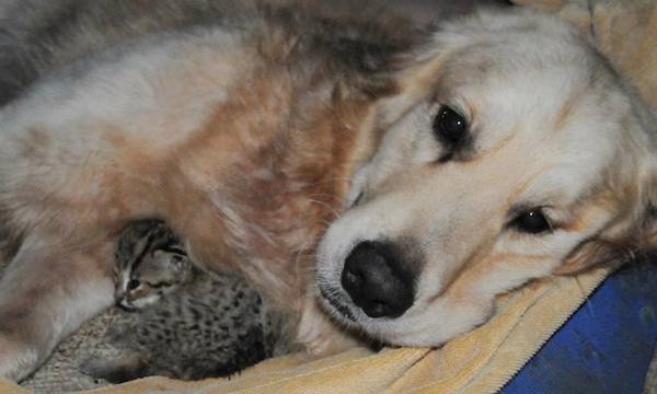 6-cat-dog