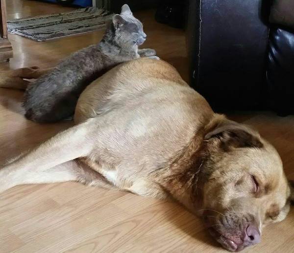 7-cat-dog
