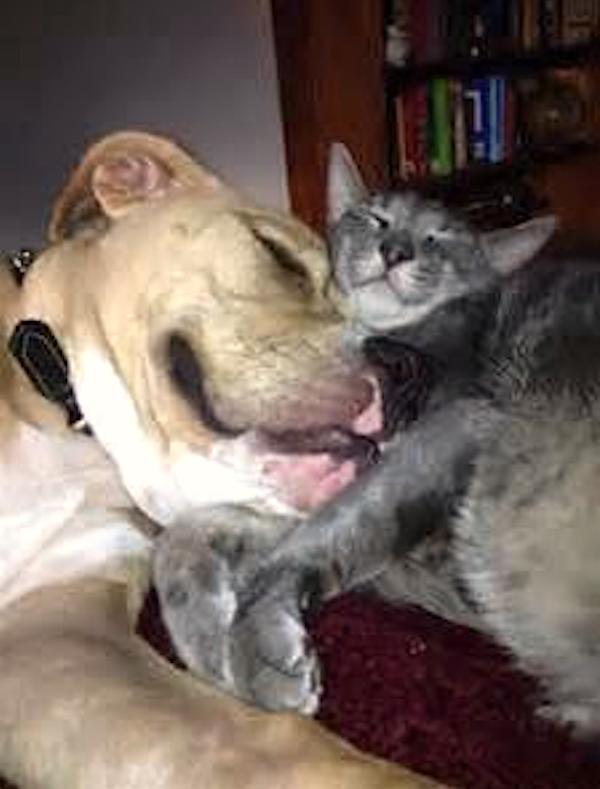 8-cat-dog