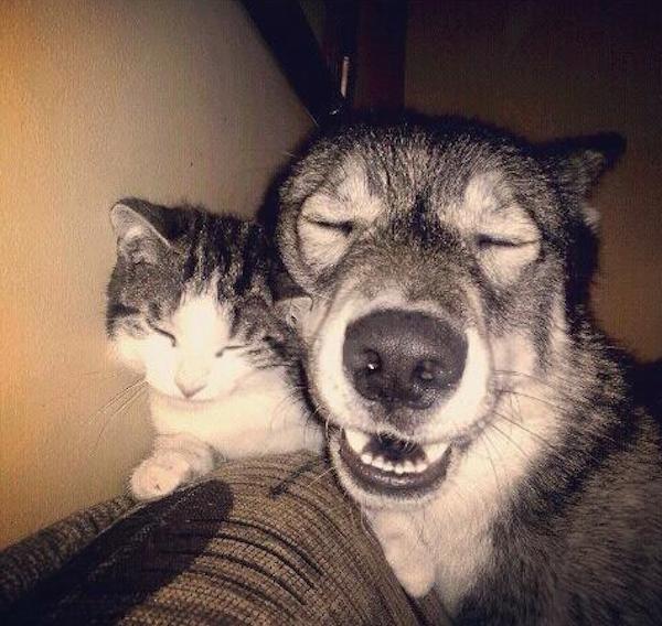 9-cat-dog