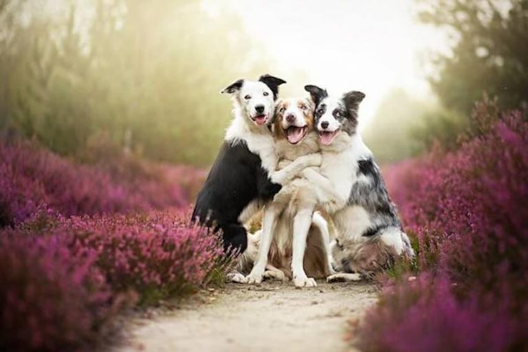 24 Stunning Photos Of Dogs That Are Just Magical