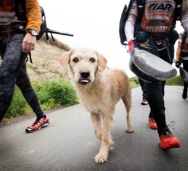 adventure-dog-9