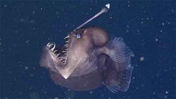 anglerfish