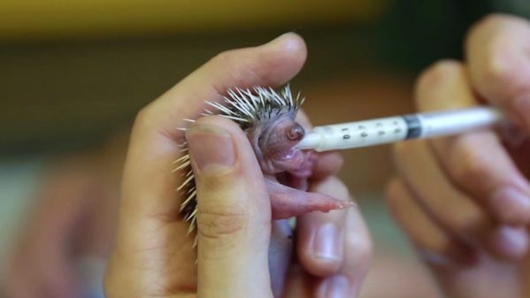 baby hedgehog