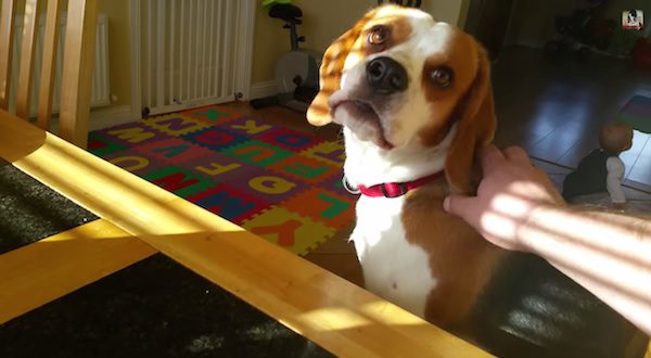 Dog Comes Up With Clever Idea To Get Food When Begging Doesn’t Work