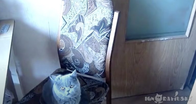 Smart Cat Closes Door After Her Dad Asks Her To