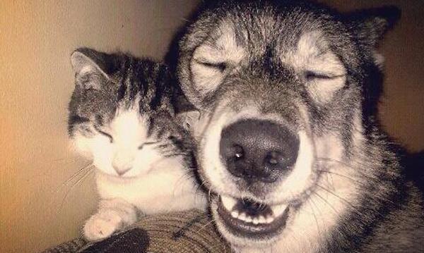 17 Of The Most Adorable Photos Of Dogs And Their Feline Friends