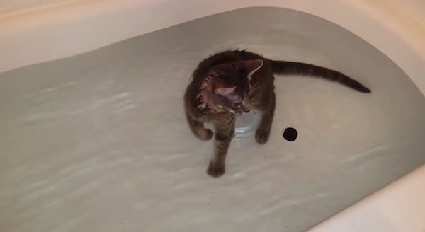 cat in tub