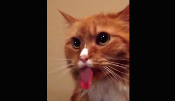 Cat Sticks Her Tongue Out At The Sound Of Packaging Tape