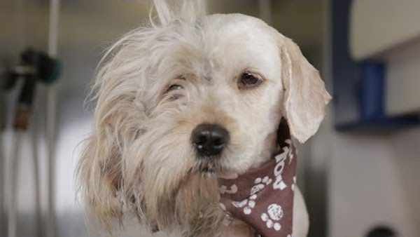 Homeless dog's second chance