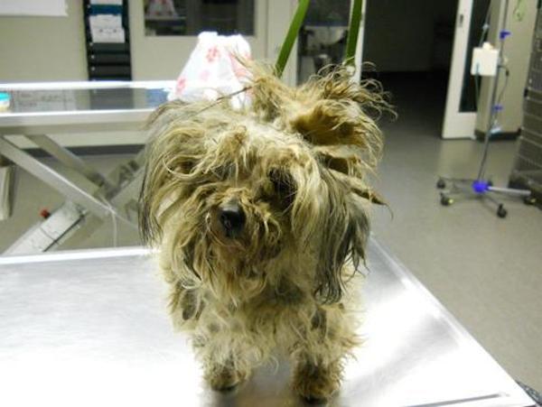 Charlie was found running on the highway