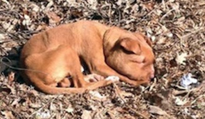 Dog Found Nearly Strangled Gets Rescued By Good Samaritans