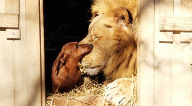 dog and lion are friends