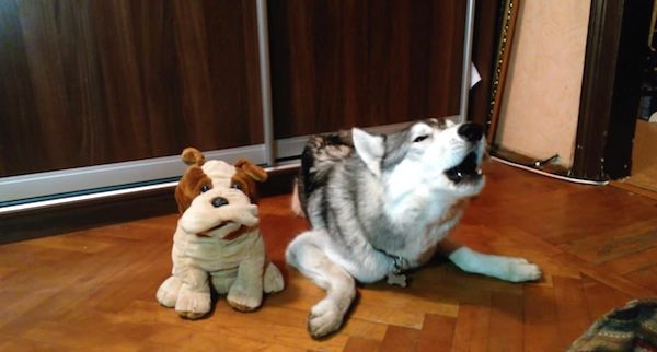 dog sings with toy