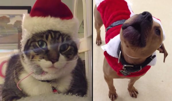 pets sing christmas song